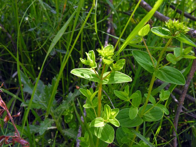 Hypericum cfr.maculatum